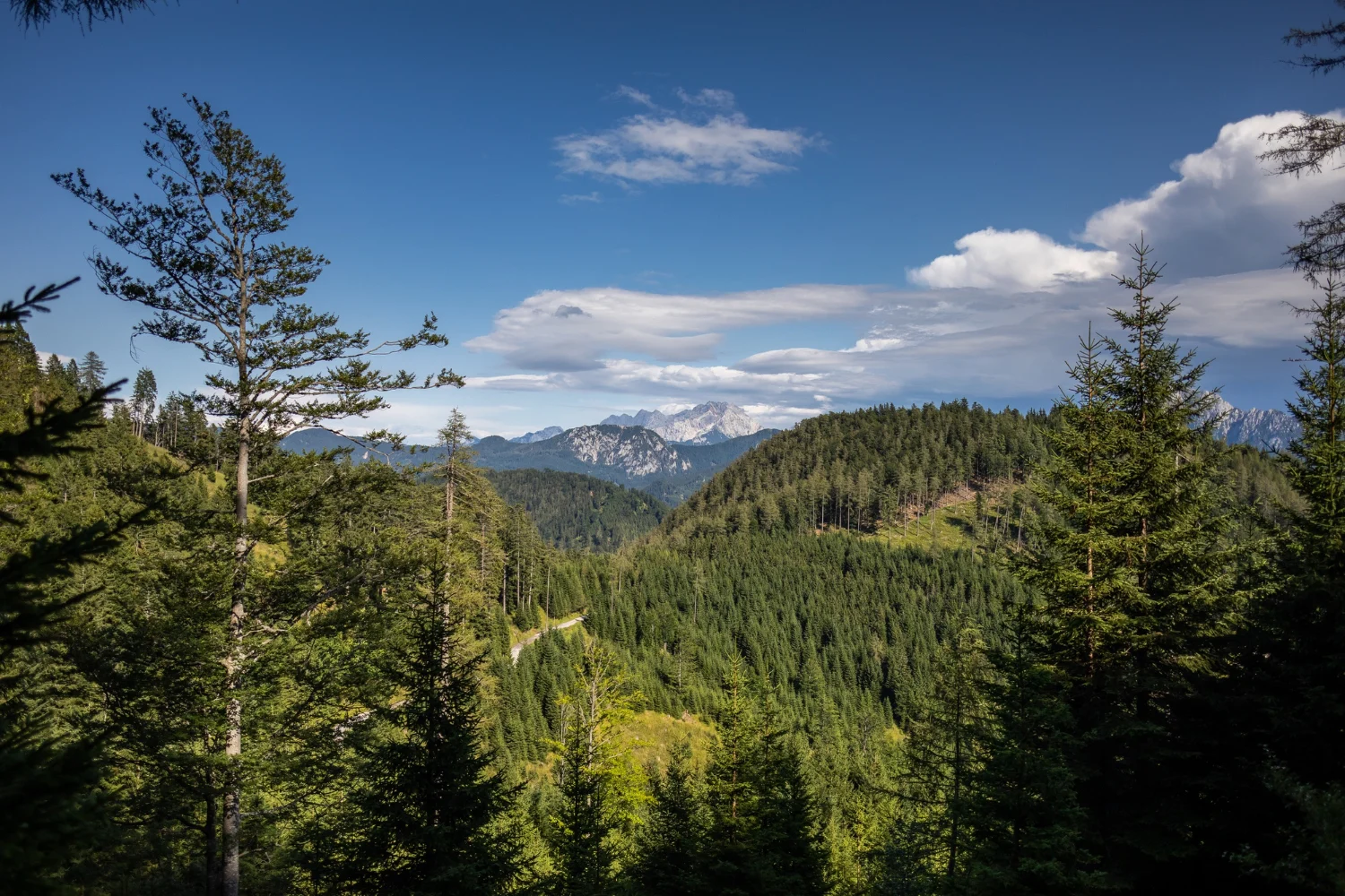 Mountainous pine forest scene