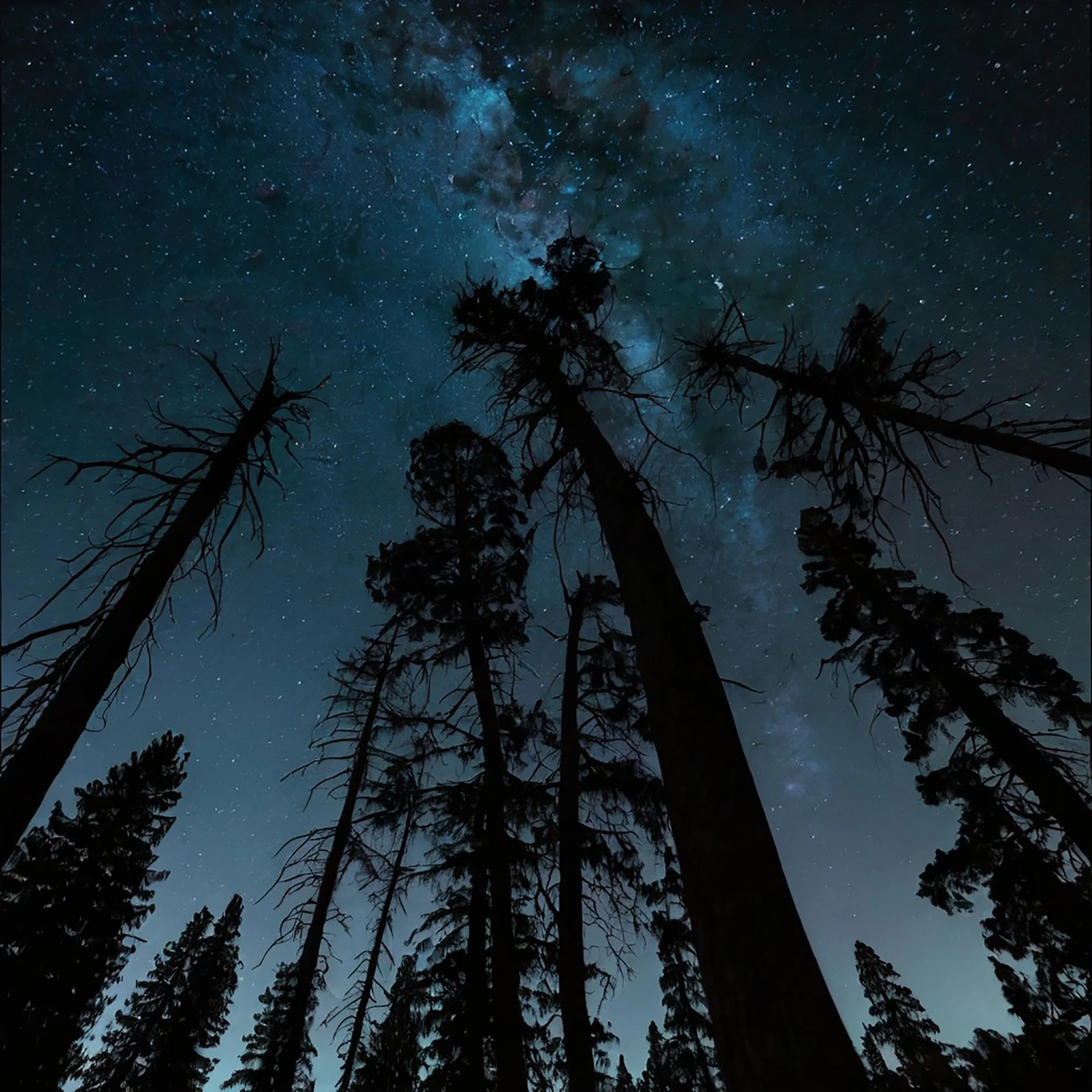 Low angle shot in a forest with the milky way in the night sky
