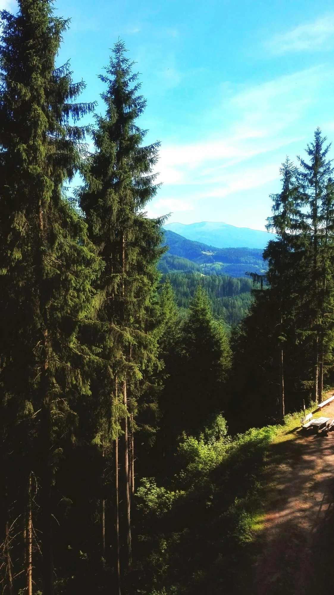 Scenic pine tree forest overview