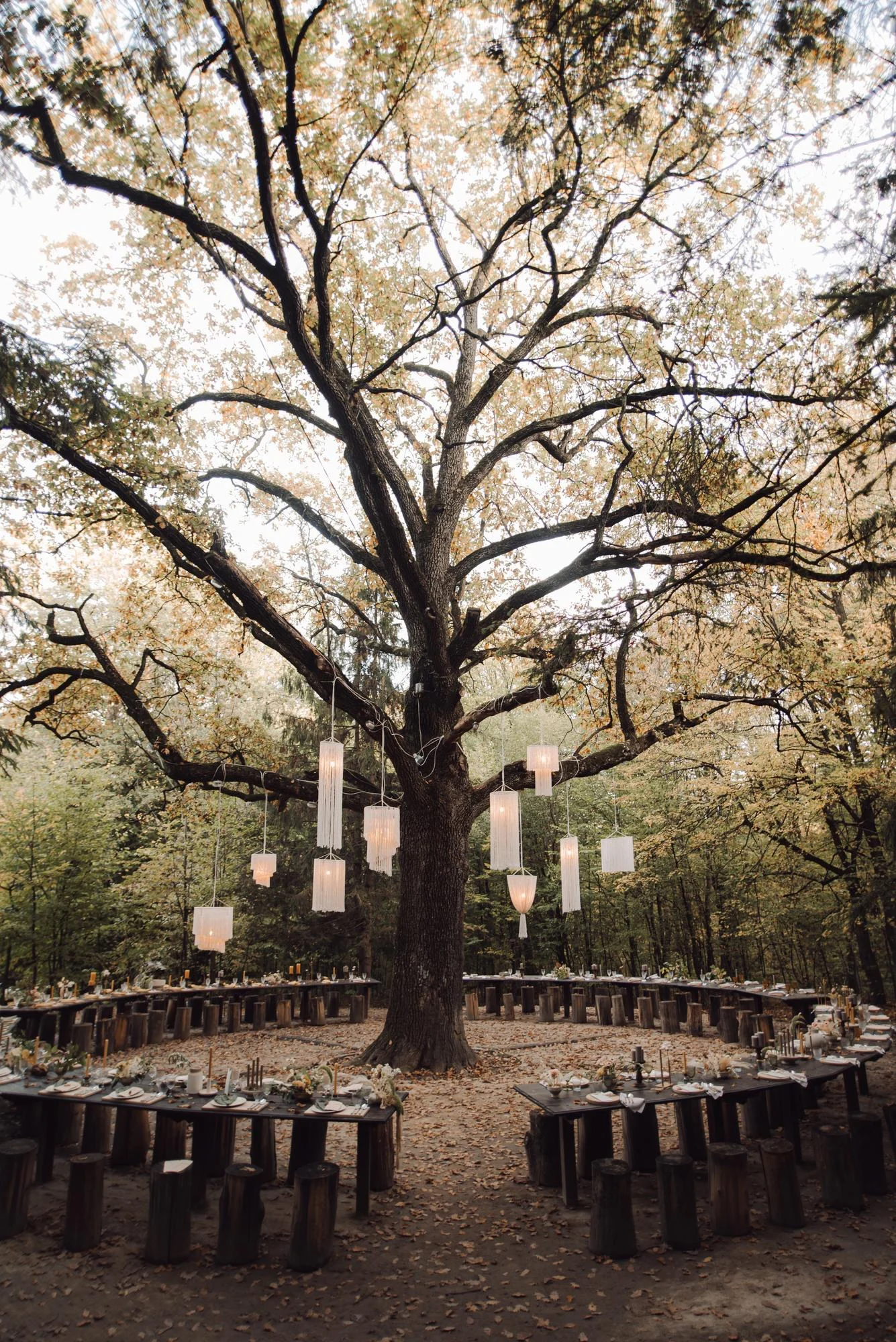 Seats around an old elegant tree