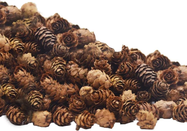150 Pcs Natural Mini Pine Cones