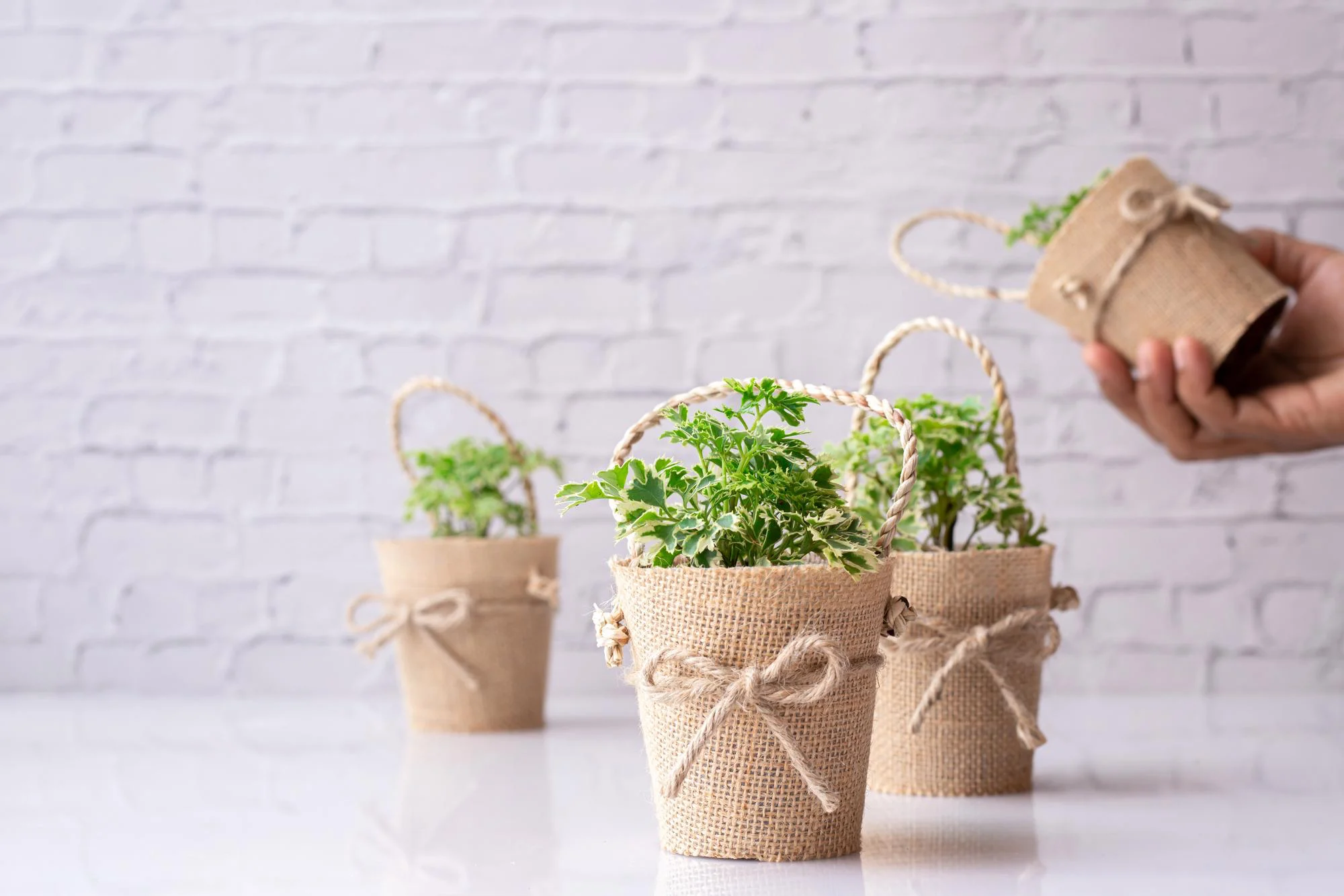 Small potted plants favors