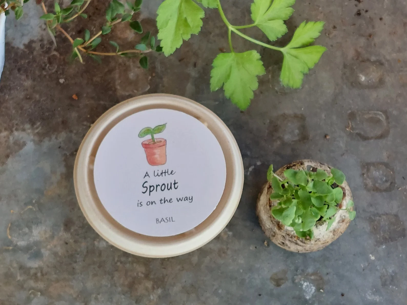 A Little Sprout Baby Shower Favor