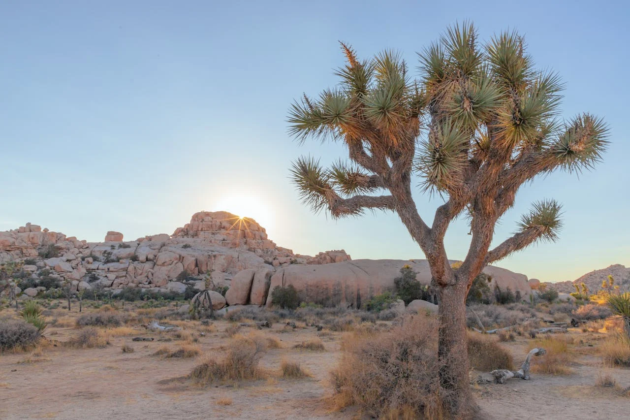 Joshua Tree National Park
