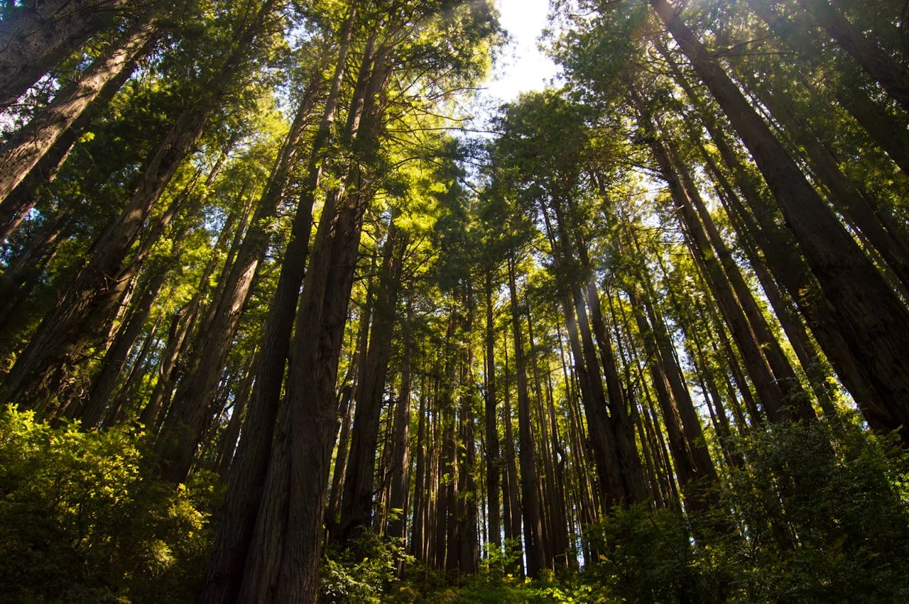 Redwood trees in california forest